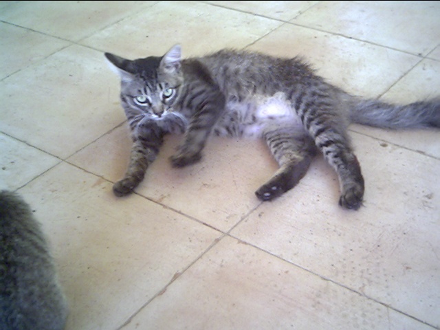 I Gatti di NeelSole: Amore