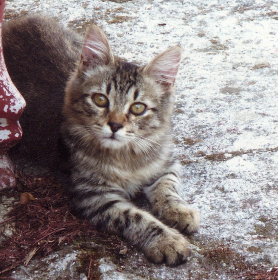 I Gatti di NeelSole: Pax