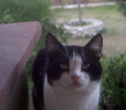 I Gatti di NeelSole: Ganesha