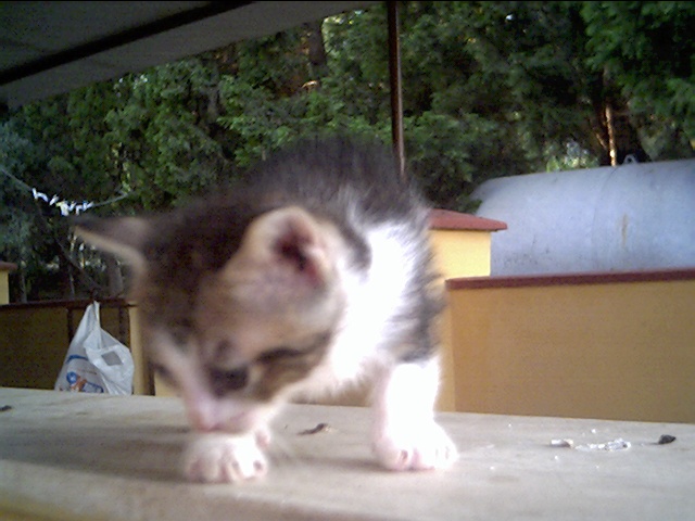 I Gatti di NeelSole: Luce